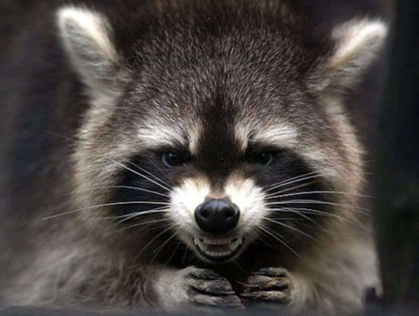 Funny Racoon - ePuzzle photo puzzle