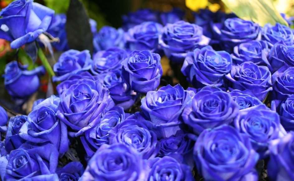 Roses bleues puzzle en ligne