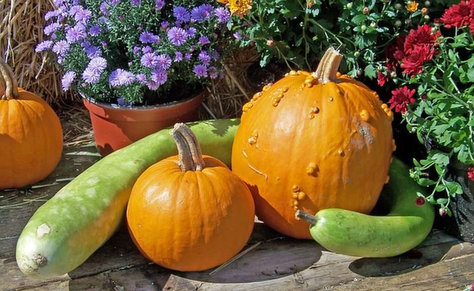 Pumpkins puzzle online from photo