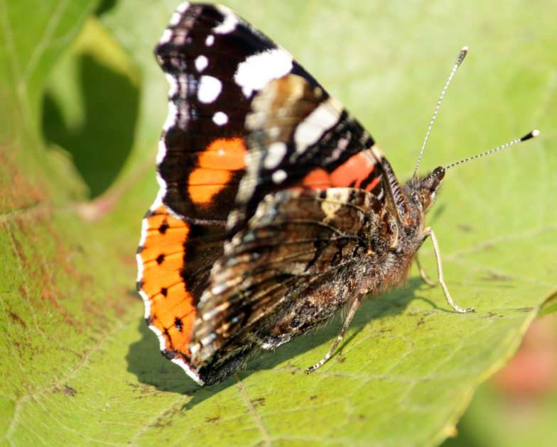 ein weiterer Schmetterling Online-Puzzle vom Foto