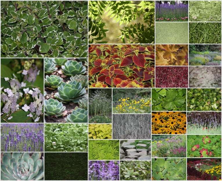 växternas underbara värld Pussel online