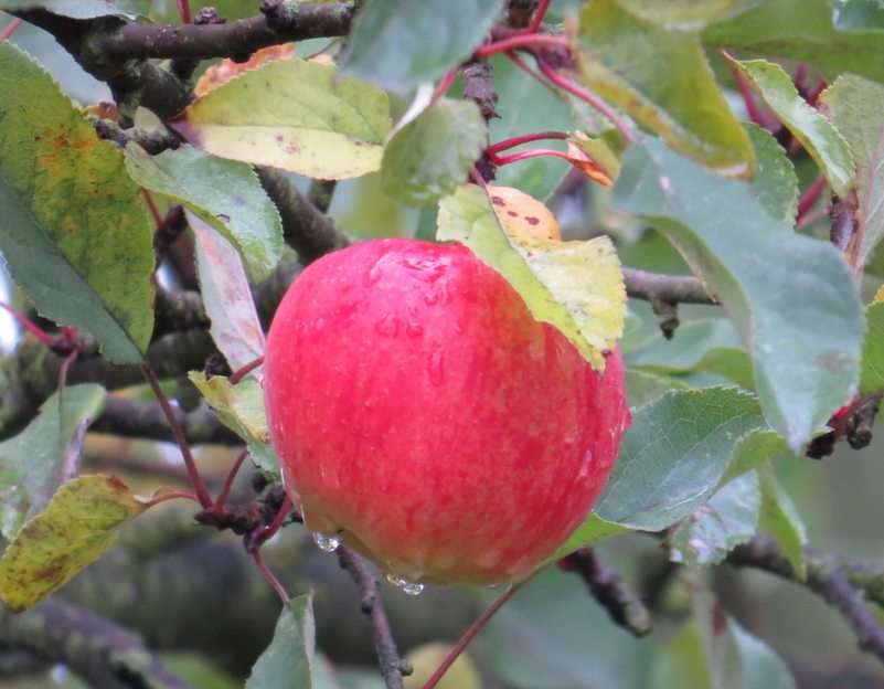 На ябълковото дърво онлайн пъзел