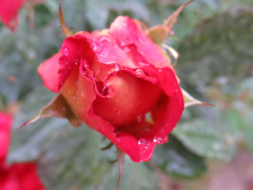 růže puzzle online z fotografie