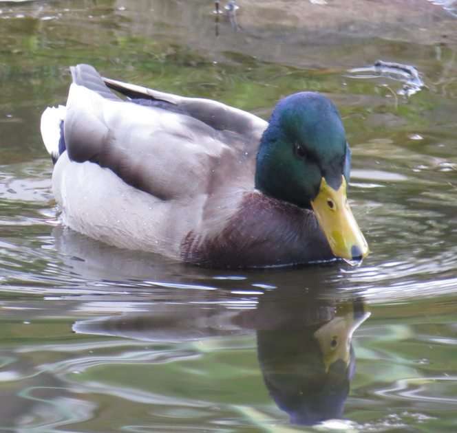 duck puzzle online from photo