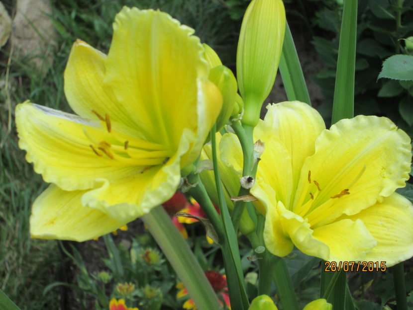 A day lily online puzzle