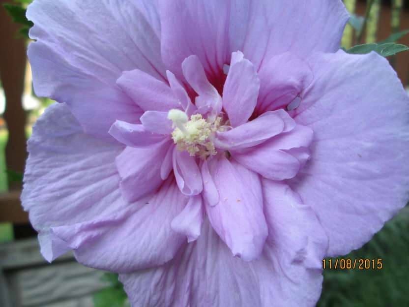 Hibiscus puzzle online a partir de fotografia
