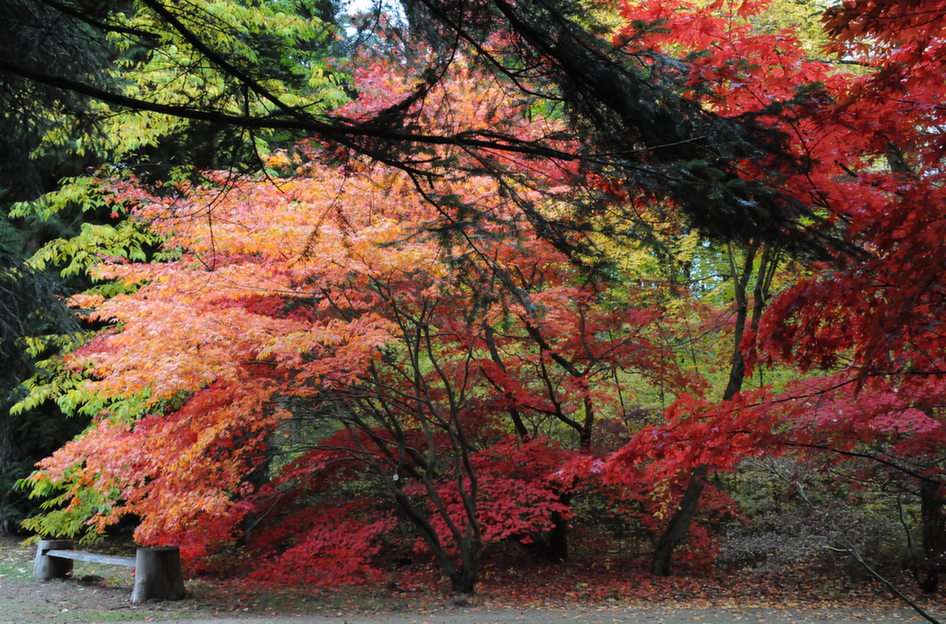 Kleurrijke herfst online puzzel