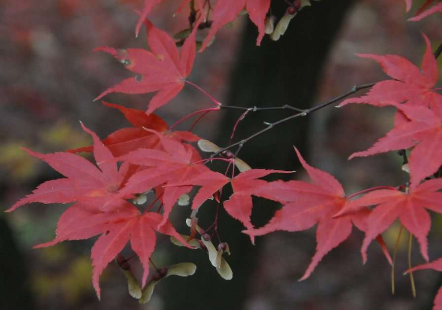 Clon de otoño puzzle online a partir de foto