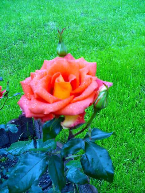 Rose sur la pelouse puzzle en ligne à partir d'une photo