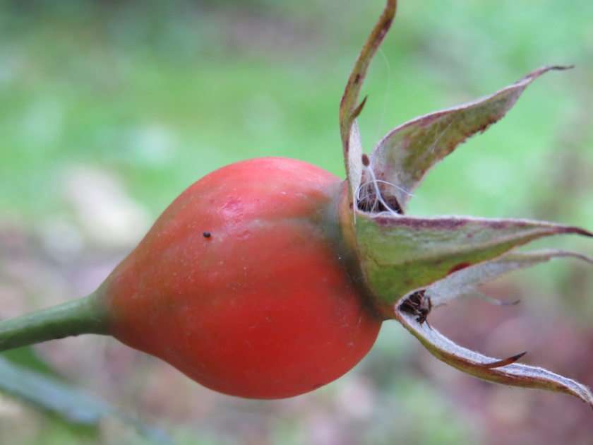 rosfrukt pussel online från foto
