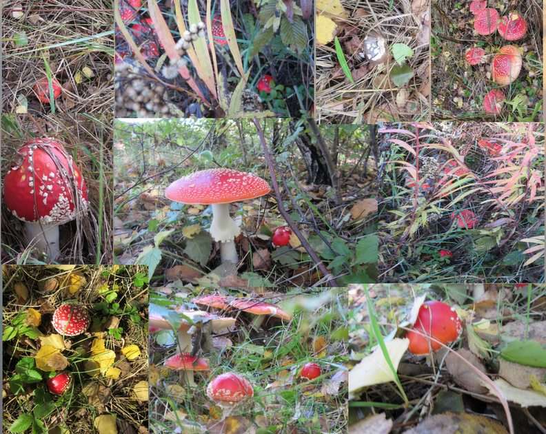 funghi velenosi puzzle online