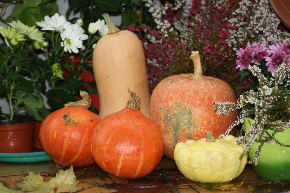 pumpkins puzzle online from photo