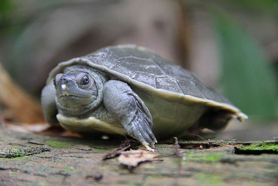 Sköldpadda Pussel online