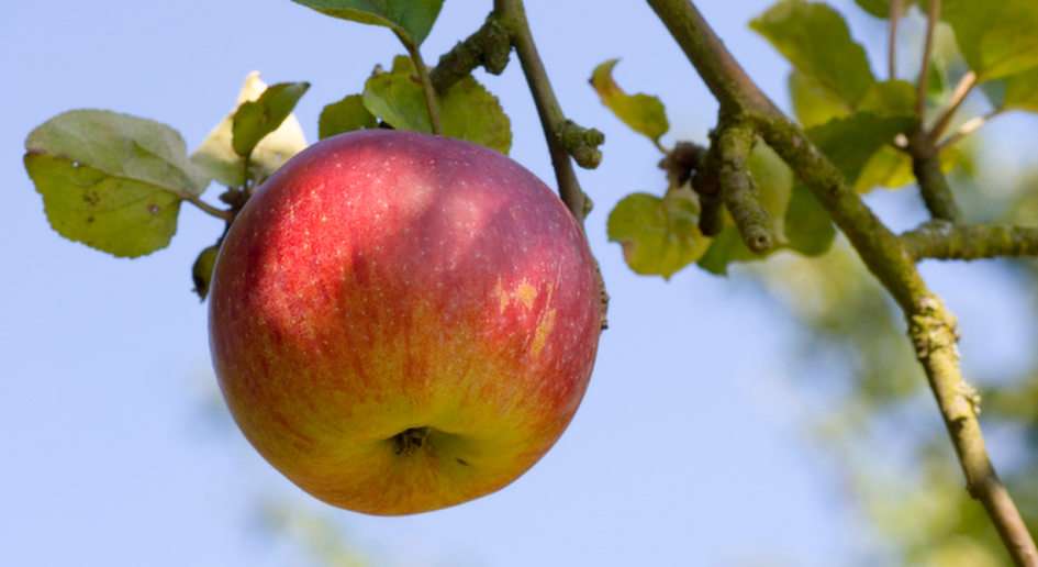 Äpple pussel online från foto