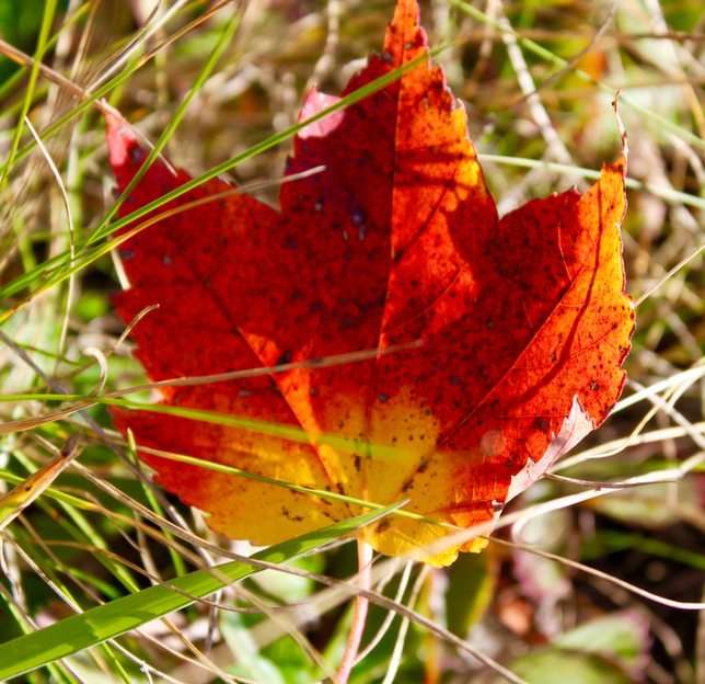 Őszi levelek puzzle online fotóról