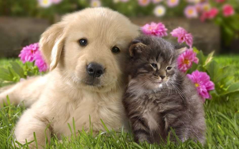 Entre chien et chat παζλ online από φωτογραφία