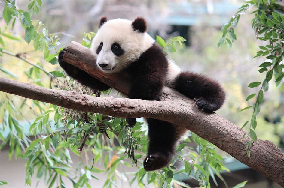 Panda Pussel online