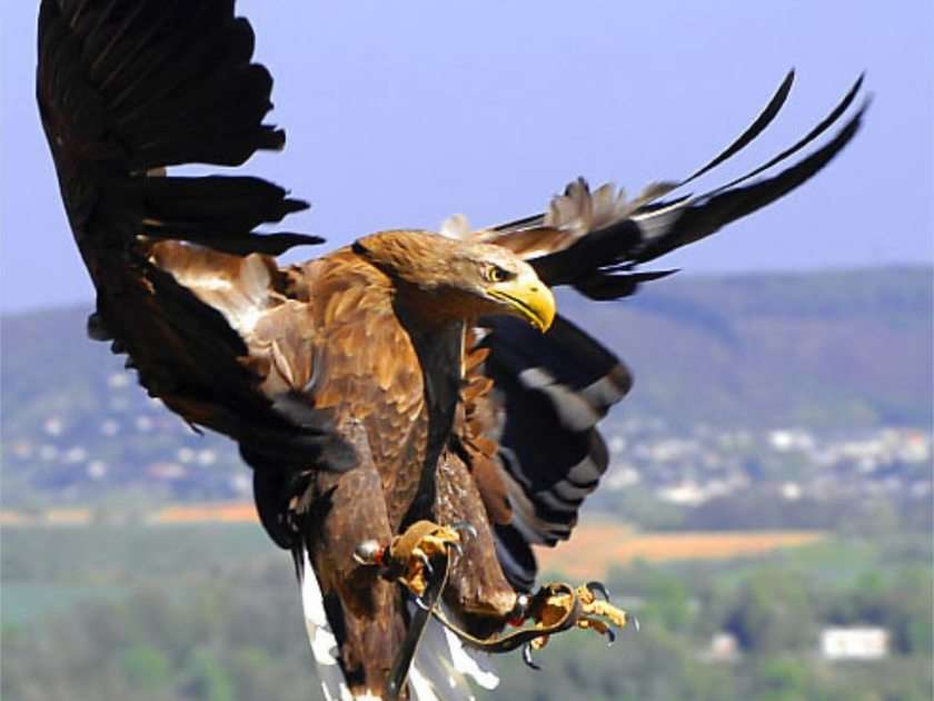 Aguila pussel online från foto