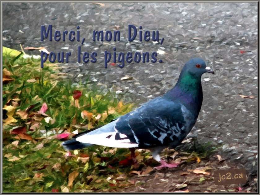 Les pigeons puzzle