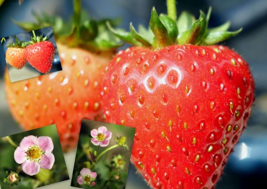 strawberry online puzzle