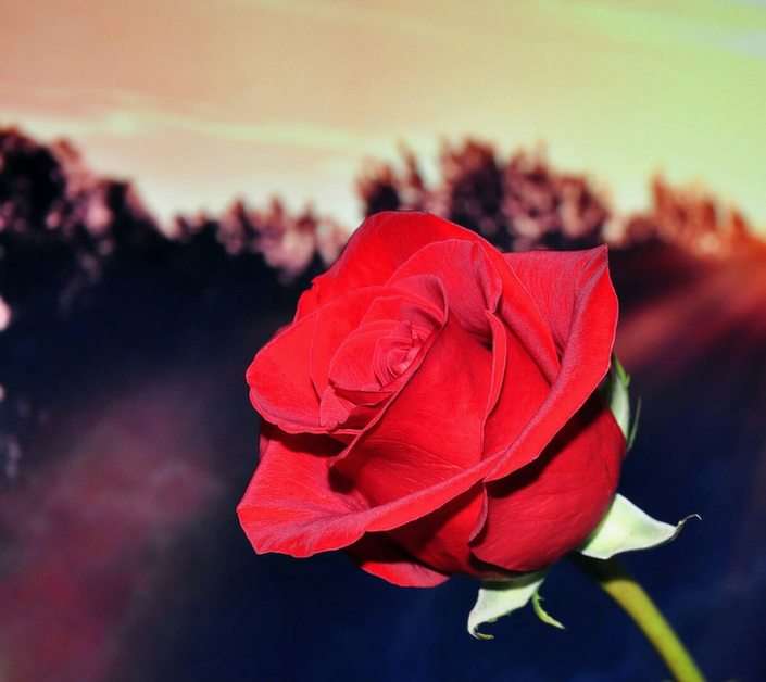vörös rózsa online puzzle