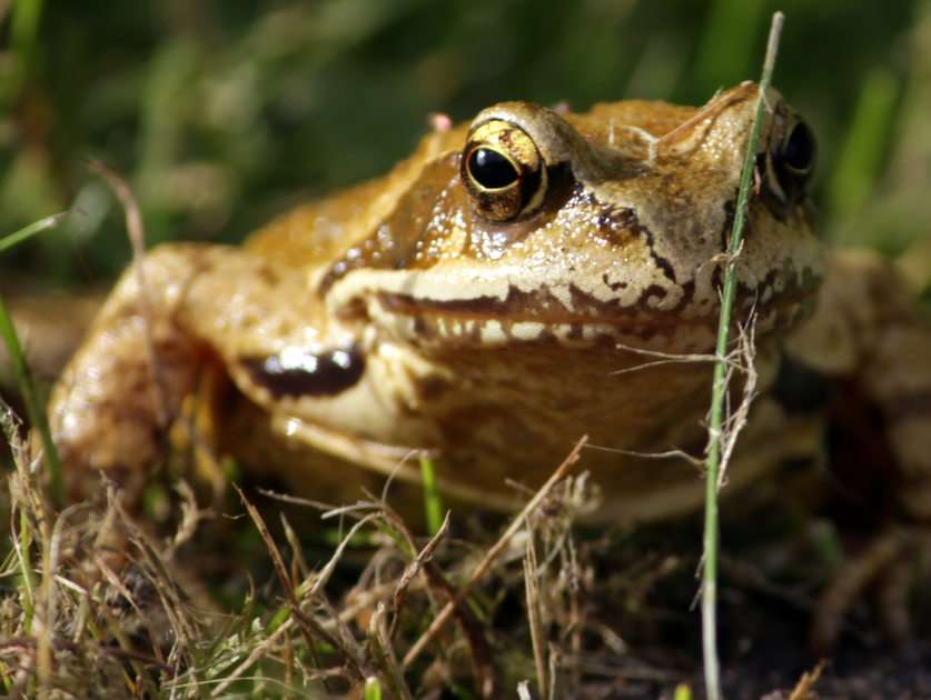 Proč je žába nejchytřejší? puzzle online z fotografie