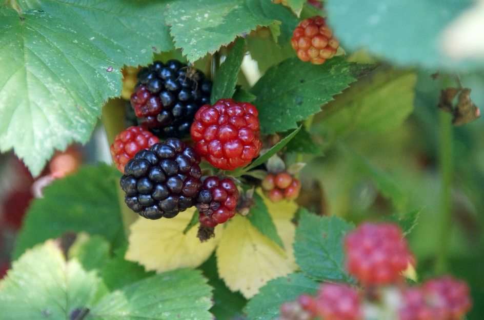 Blackberries puzzle online from photo