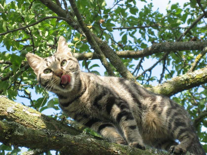 Γάτα σε ένα δέντρο online παζλ