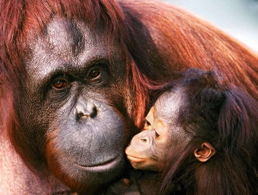 Orangutangpussel Pussel online
