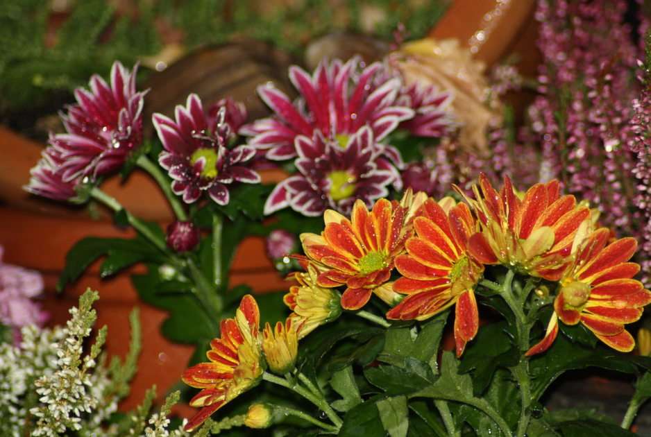 autumn flowers puzzle online from photo