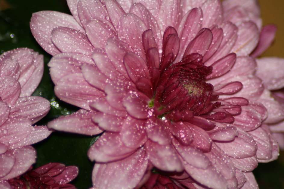 Chrysantheme nach Regen Online-Puzzle