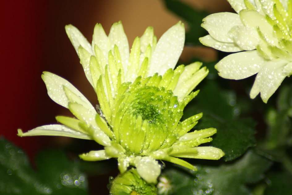crisantemo II rompecabezas en línea