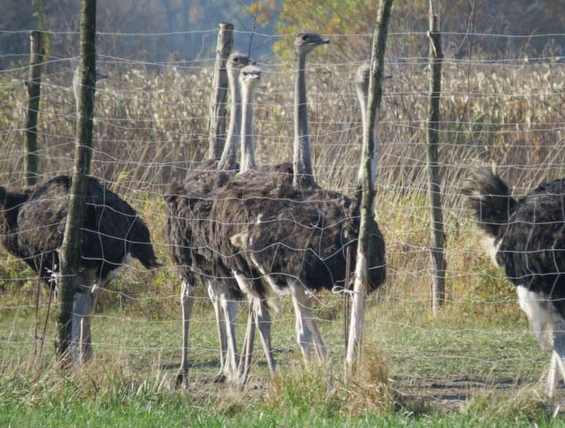 ostriches puzzle from photo
