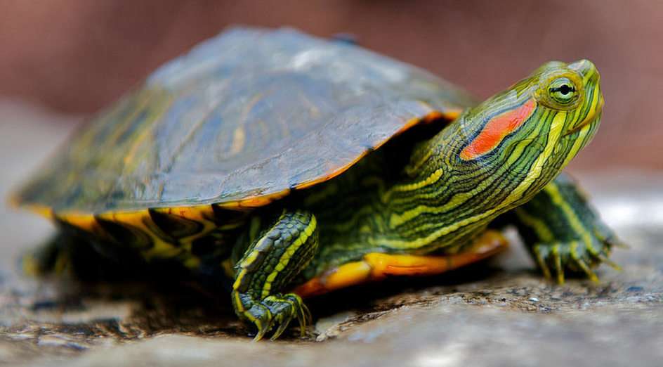 Rotohrige Wasserschildkröte Online-Puzzle vom Foto