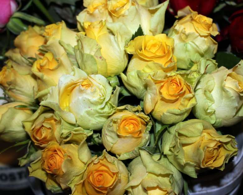 жълти рози онлайн пъзел от снимка