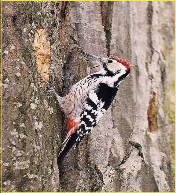 woodpecker online puzzle
