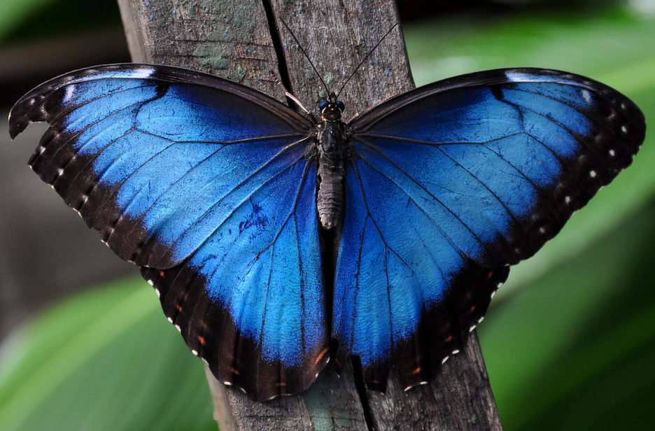 papillon bleu puzzle