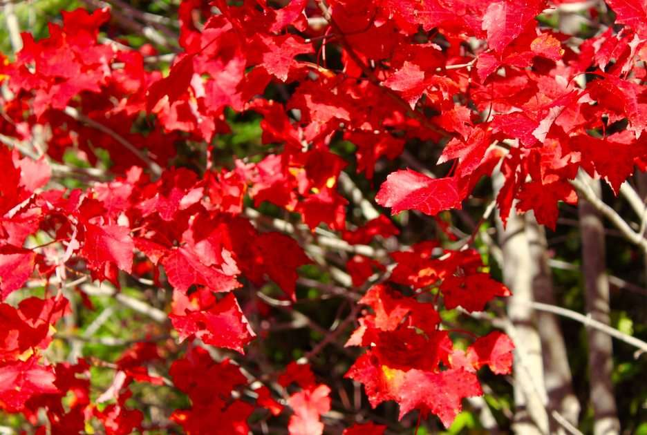 Herfstkleuren in Canada puzzel online van foto