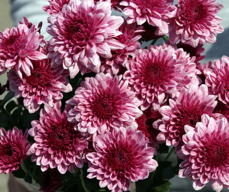 flowers puzzle online from photo