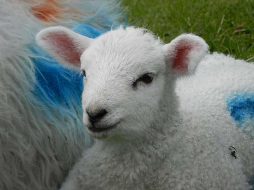 Irländskt lamm pussel online från foto