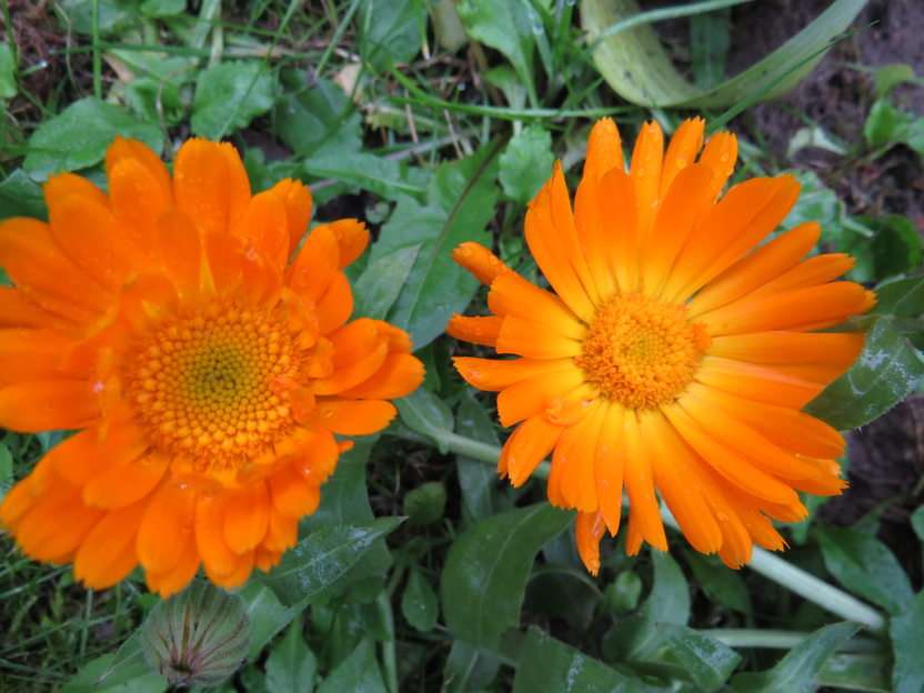 Marigolds puzzle online from photo