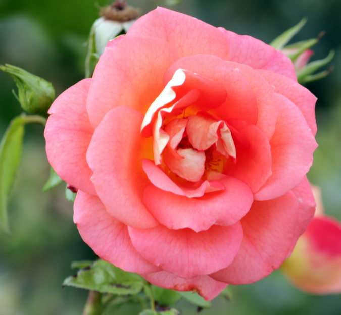 růže online puzzle