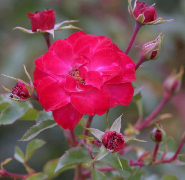 růže puzzle online z fotografie