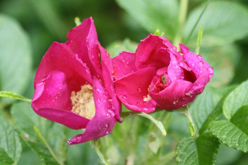 wilde roos puzzel online van foto