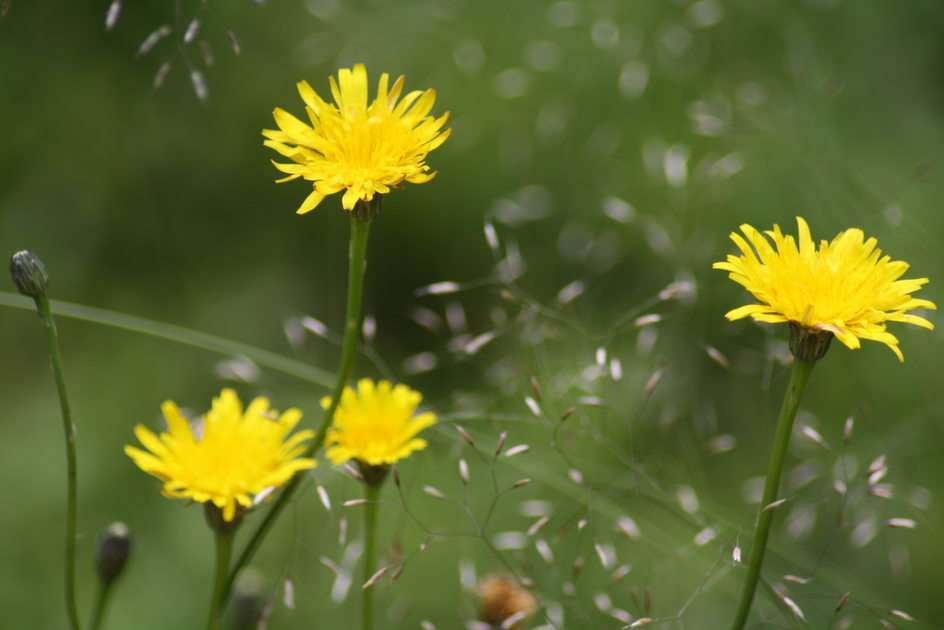 dandelion puzzle online from photo