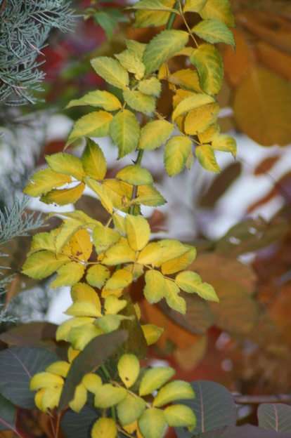 hojas de rosa de otoño puzzle online a partir de foto