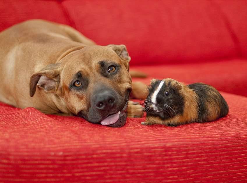 cachorro e porquinho da índia puzzle online a partir de fotografia