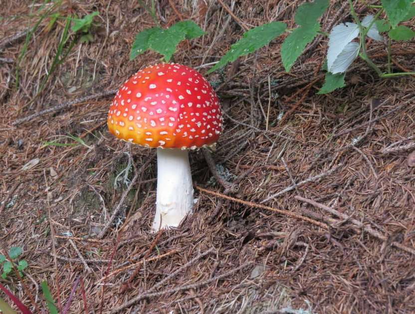 Toadstool. puzzle online from photo