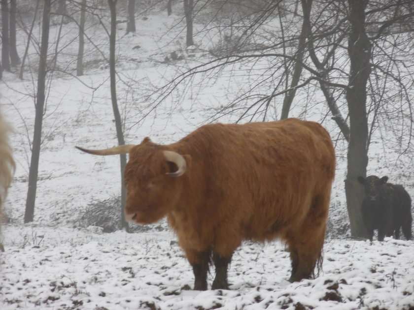 Highland Cattle онлайн пъзел от снимка