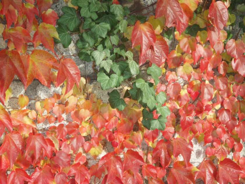 As cores do outono puzzle online